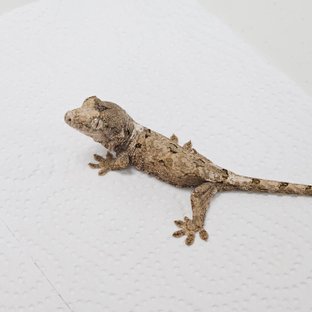 파인아일랜드 화이트카라