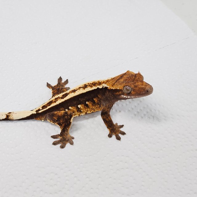 노멀 핀스트라이프