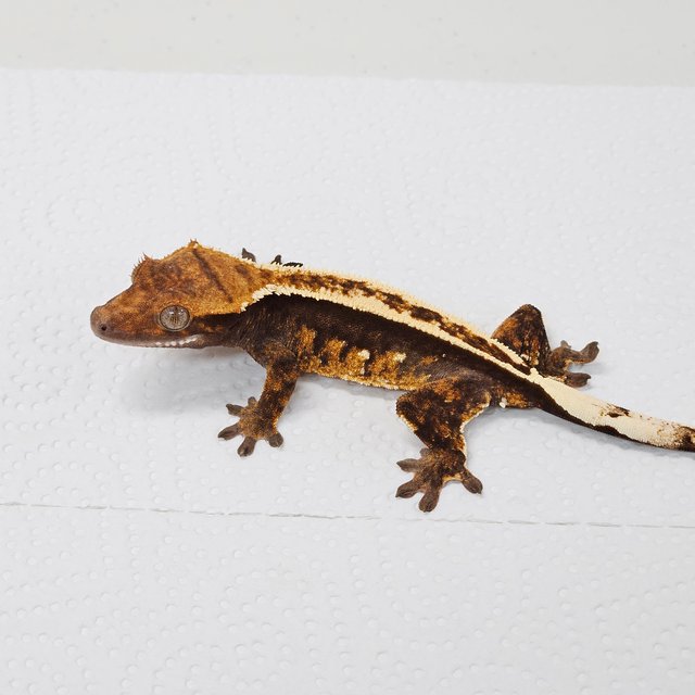 노멀 핀스트라이프