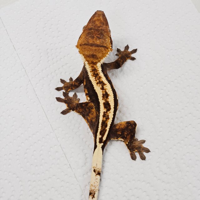 노멀 핀스트라이프