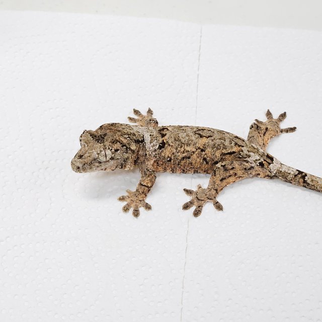 파인아일랜드 화이트카라