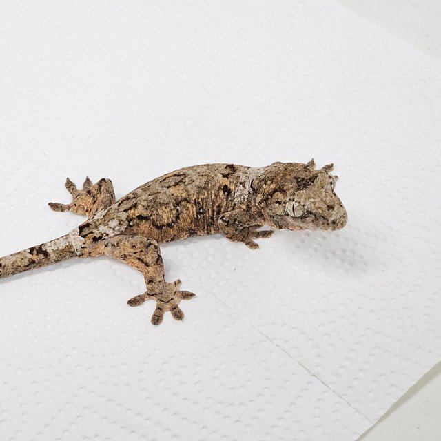 파인아일랜드 화이트카라