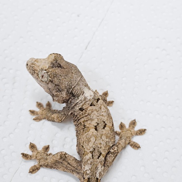 파인아일랜드 화이트카라