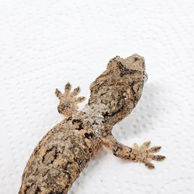 파인아일랜드 화이트카라