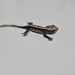 아잔틱 풀핀 화이트핀