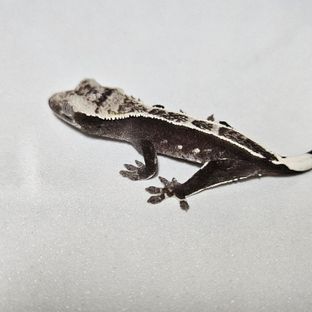 핀잔틱