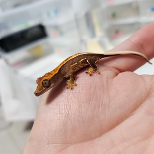 100%헷아잔틱 쿼드