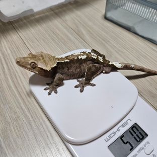 바츠마루