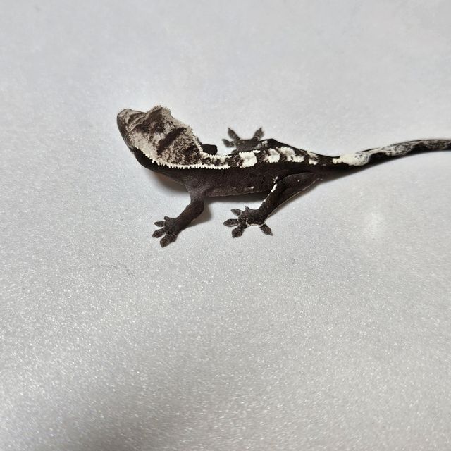 아잔틱