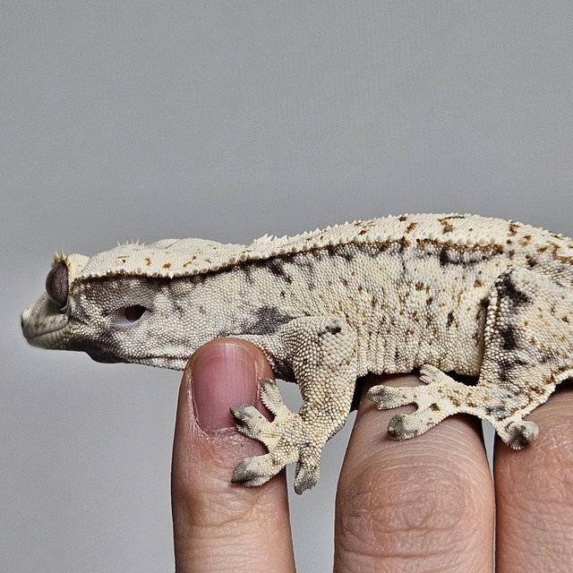 노멀 드리피 화이트