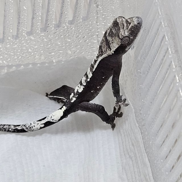 아잔틱