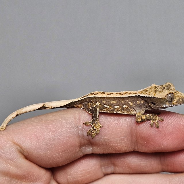 핀스트라이프 100%헷아잔틱