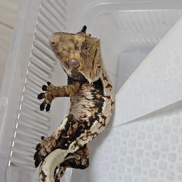 트라이 익스트림할리퀸