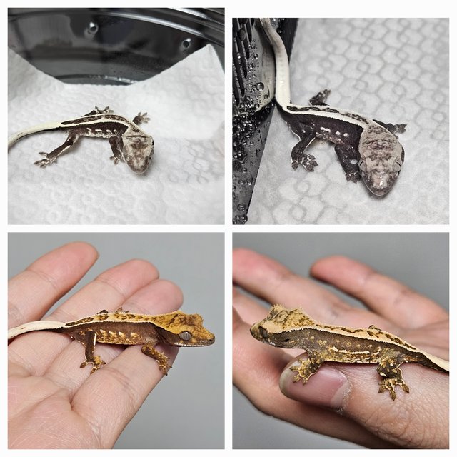 핀스트라이프 100%헷아잔틱