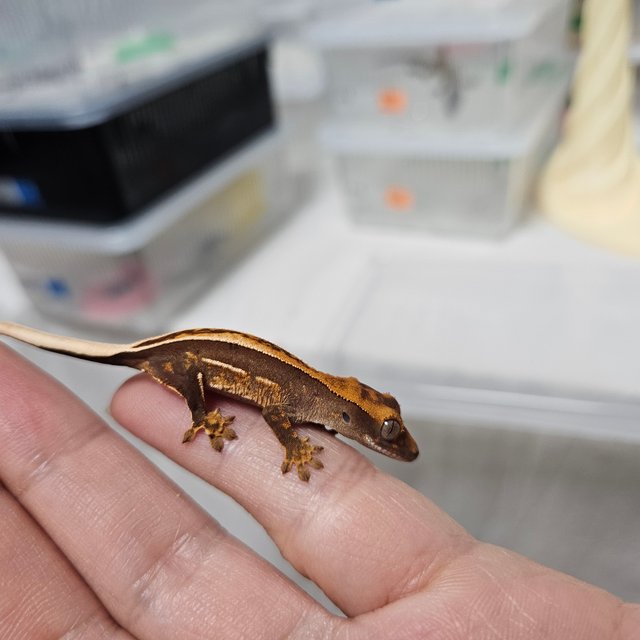 100%헷아잔틱 쿼드