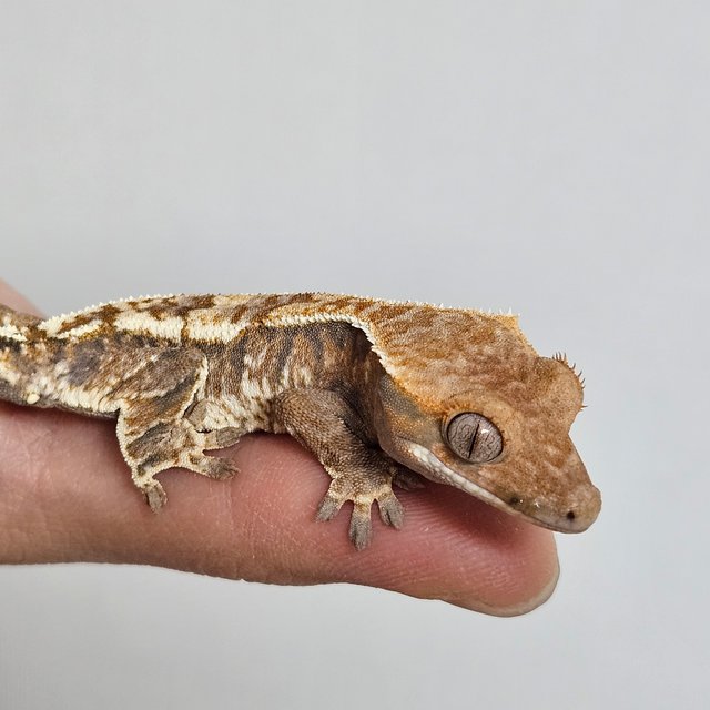 카푸치노 텐저린