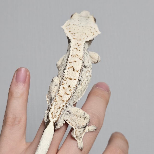 노멀 드리피 화이트