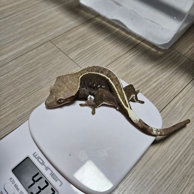 아잔틱