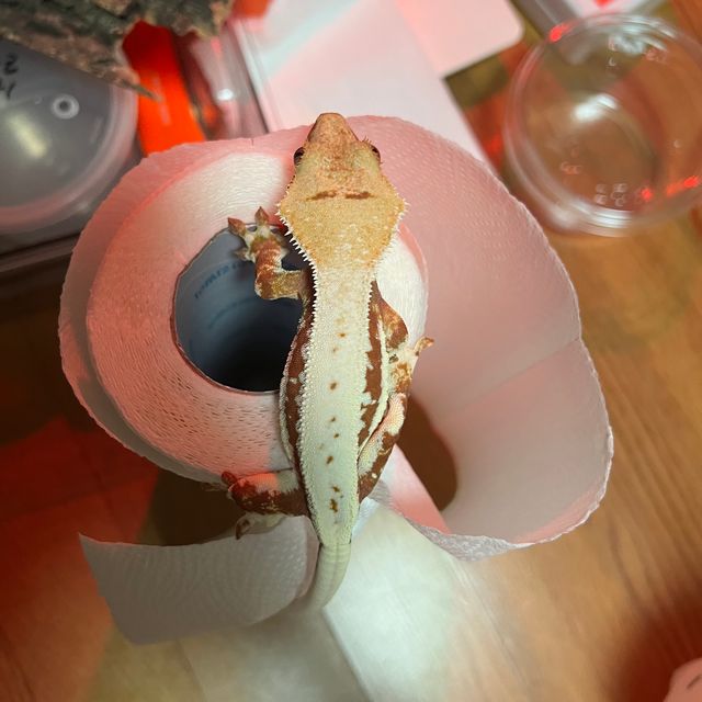 레드 릴리화이트