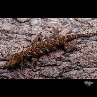 GT 코기스 프리델 헷 멜라니스틱 레드바