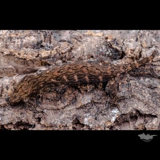 GT 코기스 프리델 헷 멜라니스틱 레드바