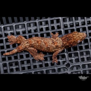 High color Het melanistic