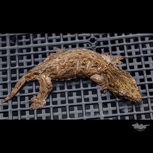 하이 컬러 누아나