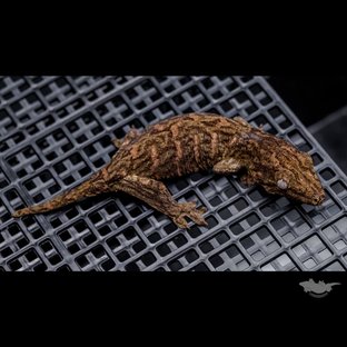 다스몰 헷 멜라니스틱