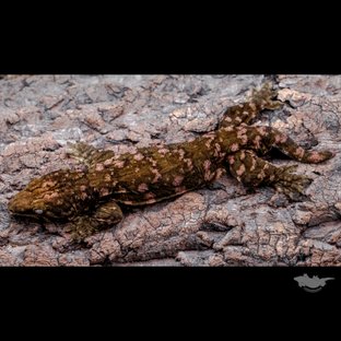 Het melanistic Darth maul