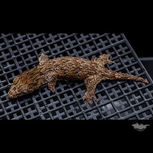 트루 컬러 누아나