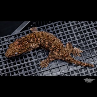 High color Brosse Canawa