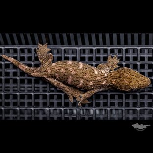 High color Canawa Brosse