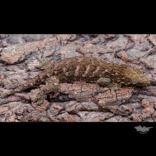 High color Canawa Brosse