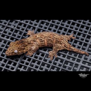 Leapin Leachies Troeger Darth maul Red bar Het melanistic