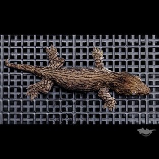 GT 코기스 트로거