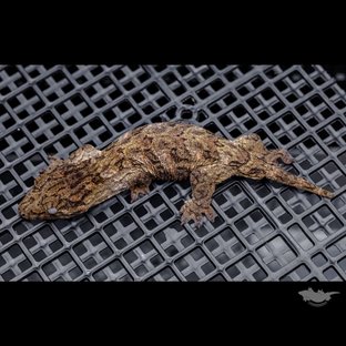 High color Brosse Canawa