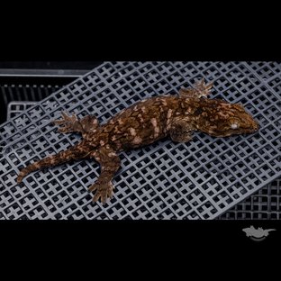 Darth maul Het melanistic