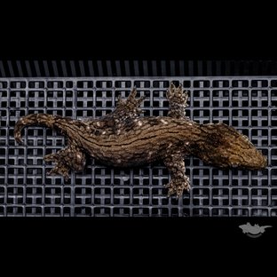 GT 코기스 트로거