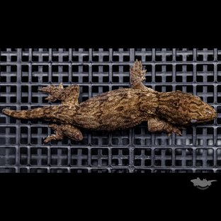 다스몰 헷 멜라니스틱