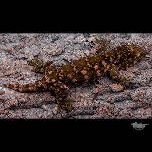 Het melanistic Darth maul