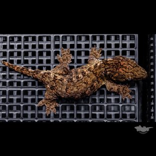 하이 컬러 브로쓰 카나와