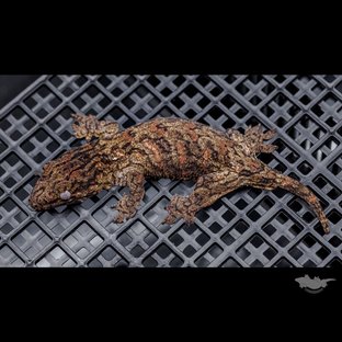 High color Brosse Canawa