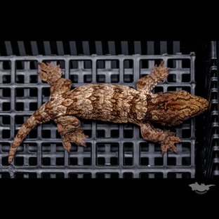 다스몰 헷 멜라니스틱