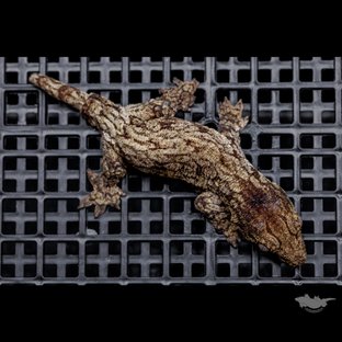 GT 코기스 트로거