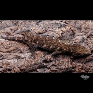 GT Koghis Friedel Het melanistic Red bar