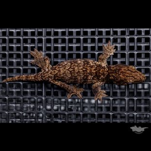 Darth maul Het melanistic