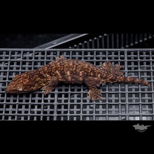 Darth maul Het melanistic