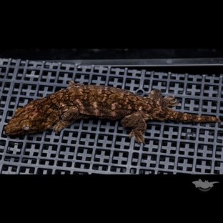 Darth maul Het melanistic