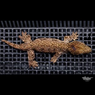 GT 다크 코기스 트로거 프리델 Type A