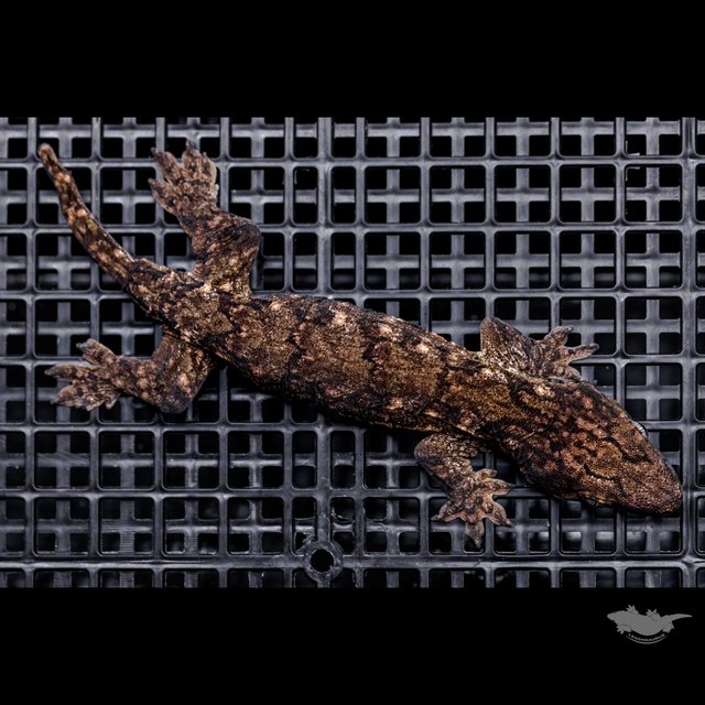 Canawa High color Brosse